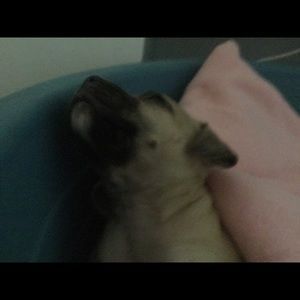 Meet your Posher, Zaidyn